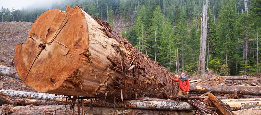 A felled tree in the coastal rainforest on Vancouver Island, British Columbia, Canada