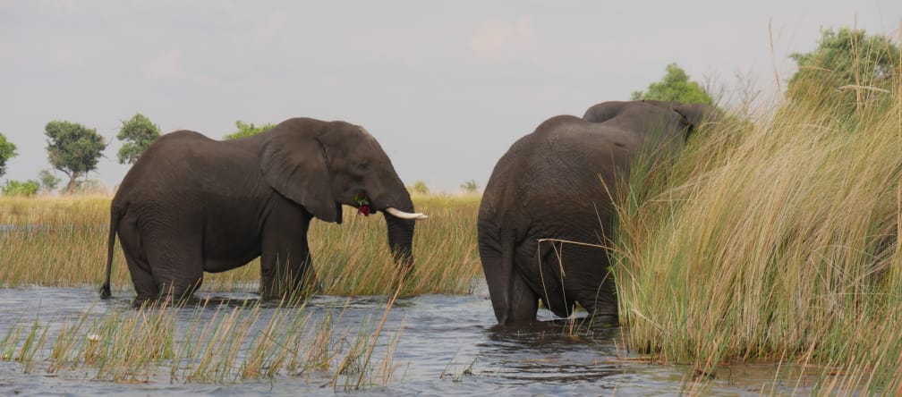 Elephants in the Okavango delta, Botswana