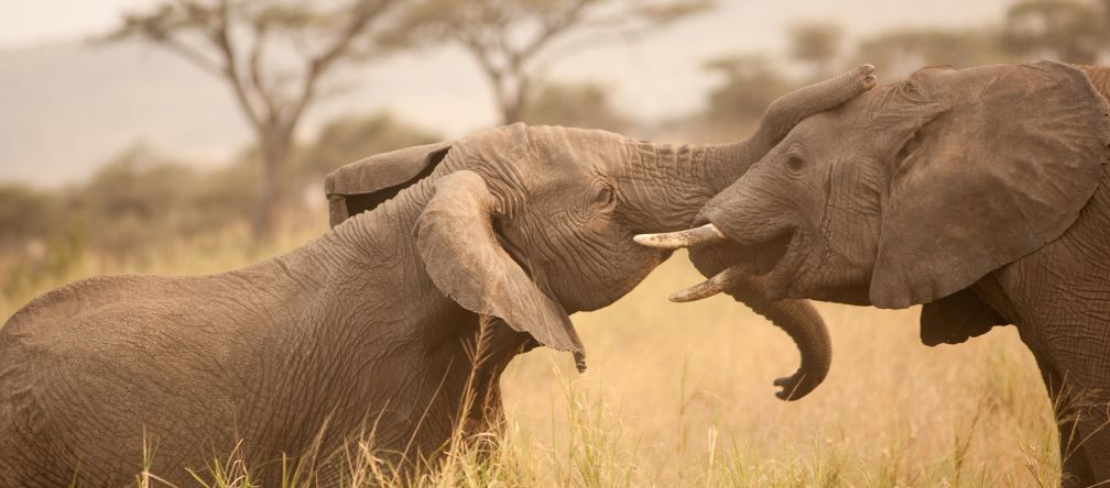 Africa’s elephants are a part of our world heritage – they urgently need protection. Photo: flickr/cetp (CC BY-NC 2.0)