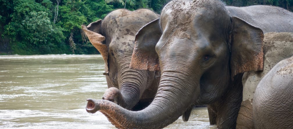 Elephants in Jambi Province, Indonesia Elephants enjoying a bath