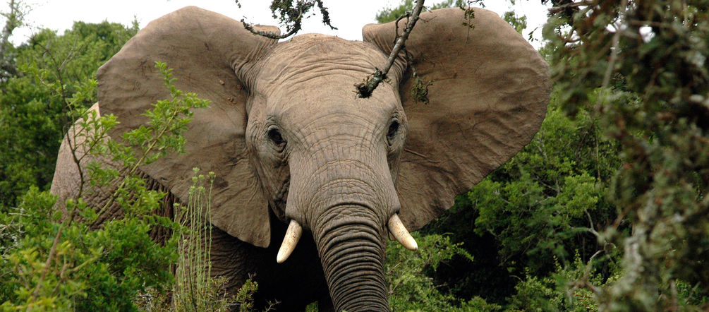 African elephant in forest