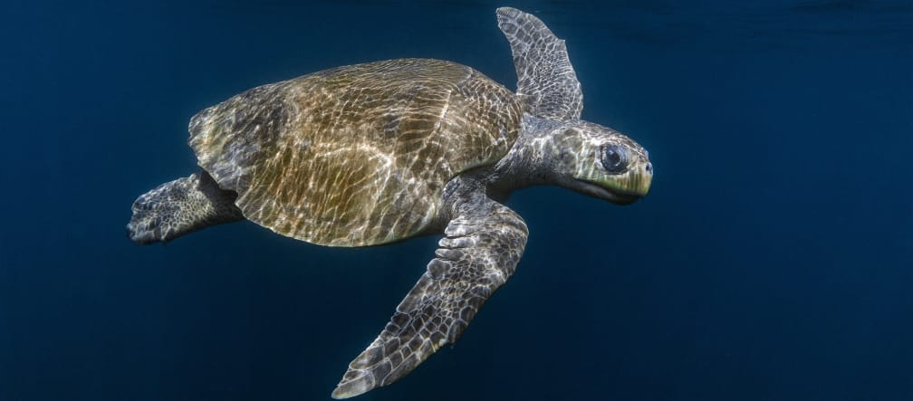 A rare sight: an Olive Ridley sea turtle Olive Ridley sea turtle