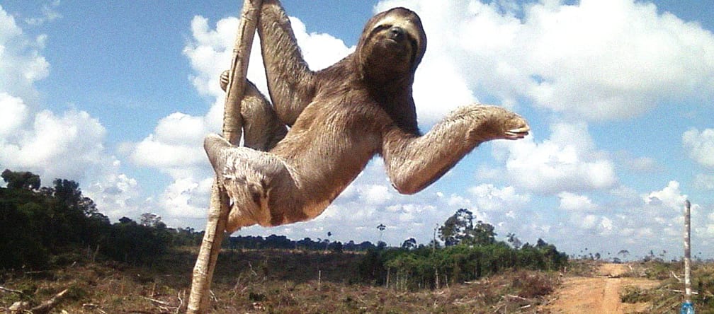 Three-toed sloth in a rainforest clearing in Peru