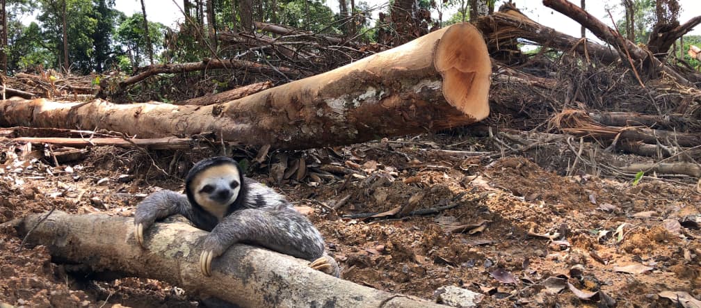 Rainforest clearing in French Guiana: The habitat of the white-throated sloth (Bradypus tridactylus) is being turned into biomass for a power plant A white-throated sloth clings to the trunk of a felled tree in the rainforest