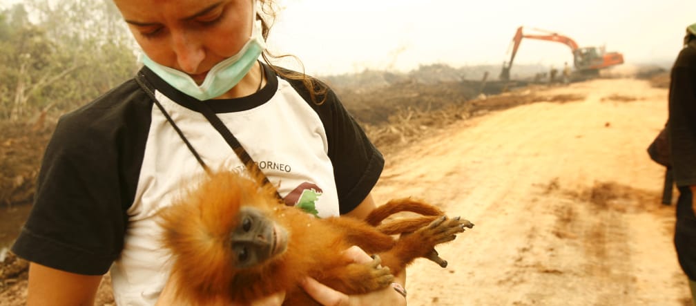 Animals lose their habitat because of the deforestation for palm oil (Photo: Tantyo Bangun)