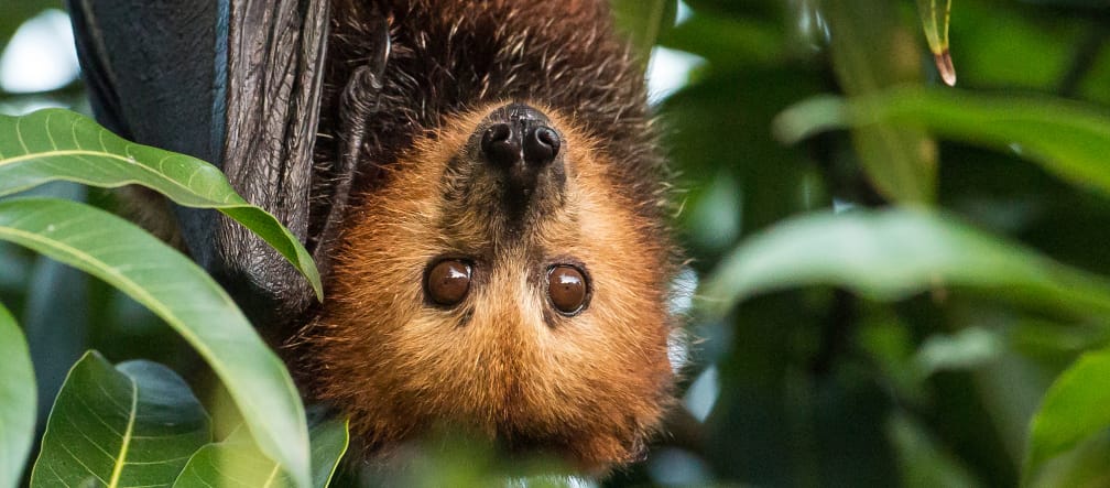 Flying fox on Mauritius