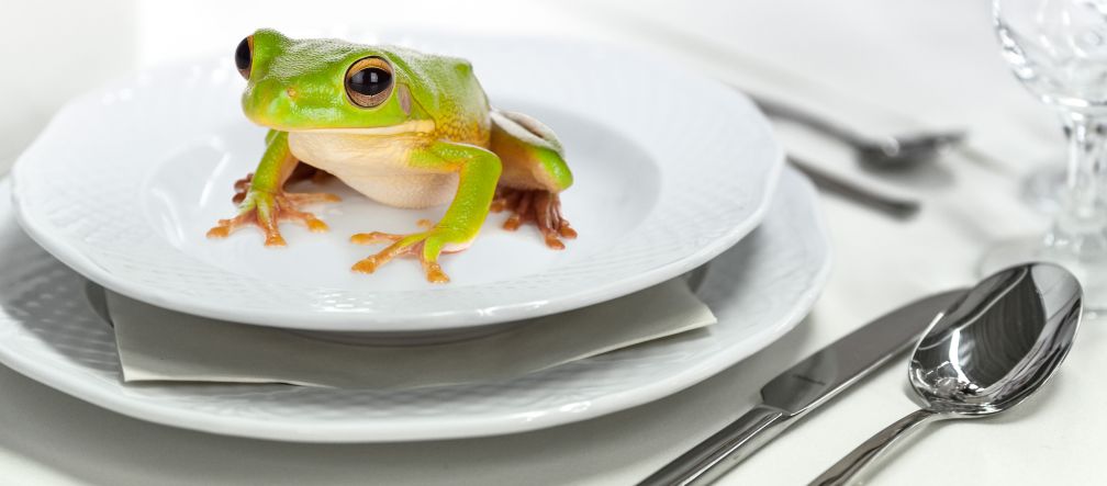 Frogs’ legs are considered a delicacy in France, Belgium and the southern USA. Frog on a plate