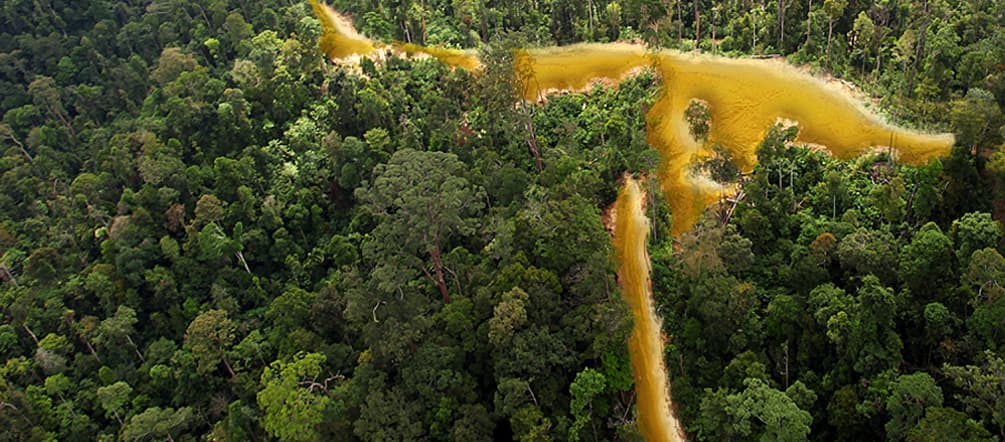 A river of gold is flowing through the rainforest