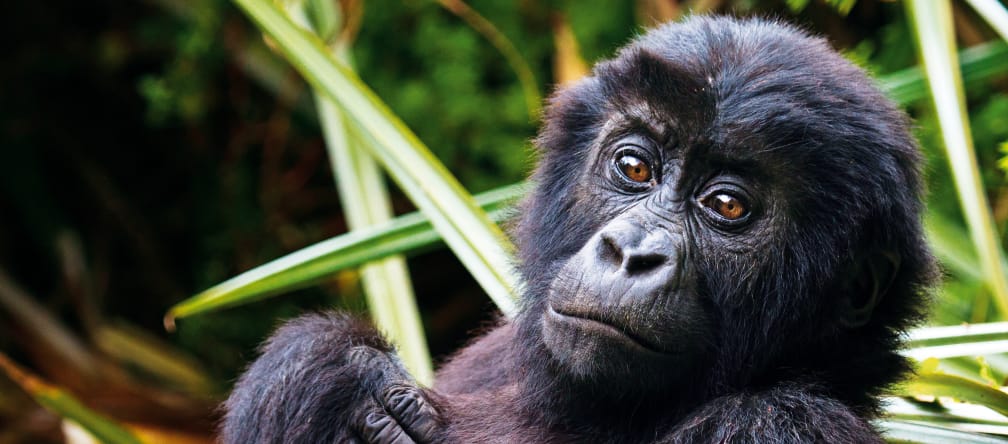 Their lives are worth more than gold trinkets. Gorilla