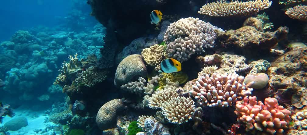 Irreplaceable coral reef coral reef