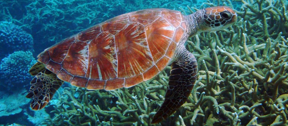 Green turtle Green turtle