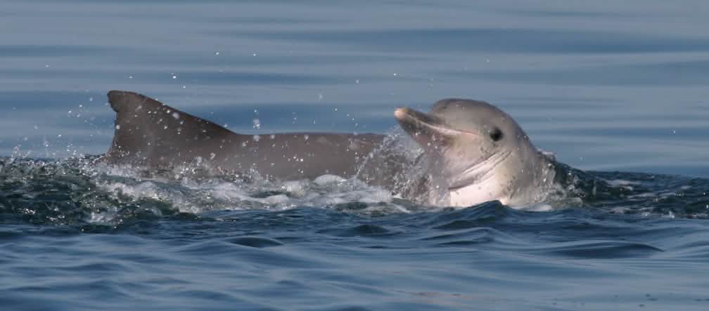 Guiana dolphins Guiana dolphins