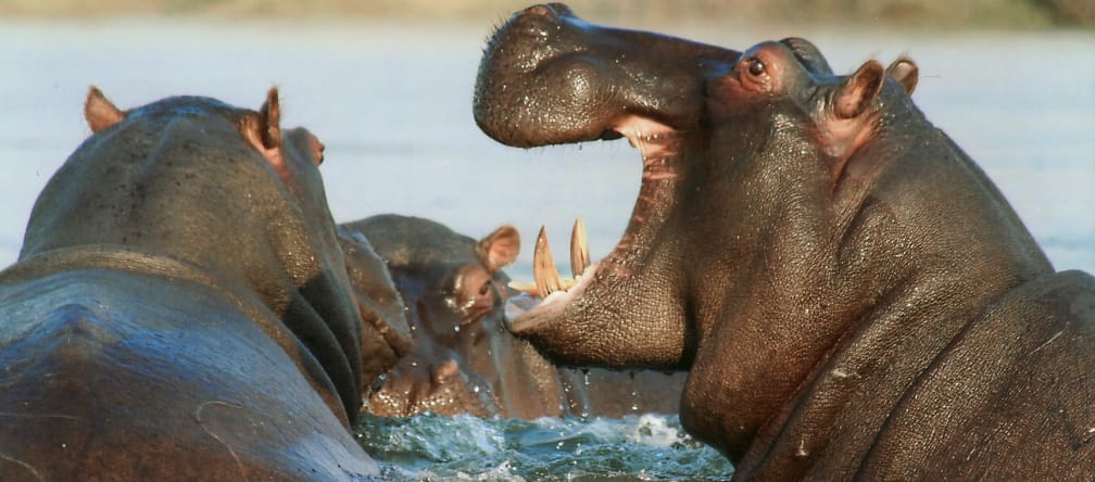 Less than 130,000 hippos are estimated to remain in the wild. Hippos