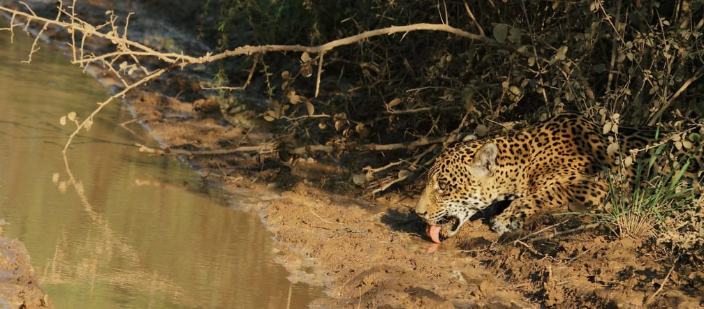 A jaguar drinking from a stream