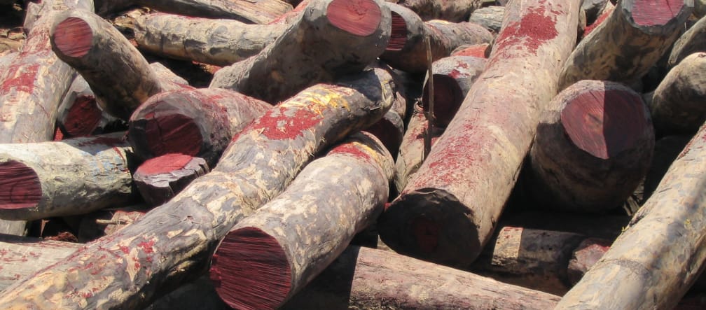 Rosewood and ebony are being logged illegally in Africa Illegally logged rosewood in Madagascar