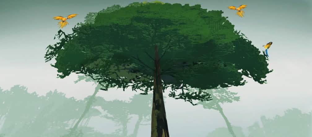 So far, 4,000 gian rainforest trees have been marked for chainsaws.