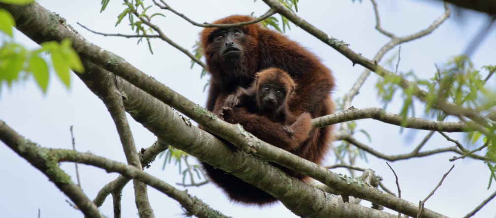 Southern howler monkey mother and juvenile in a tree