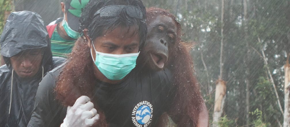 Rescue of an orangutan by IAR activists