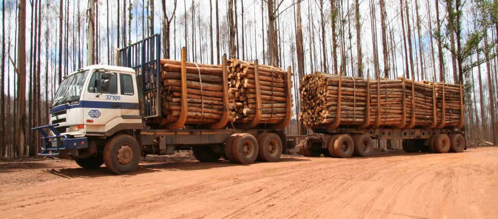 A truck with trailer  loaded with logs before a burned eucalyptus plantation