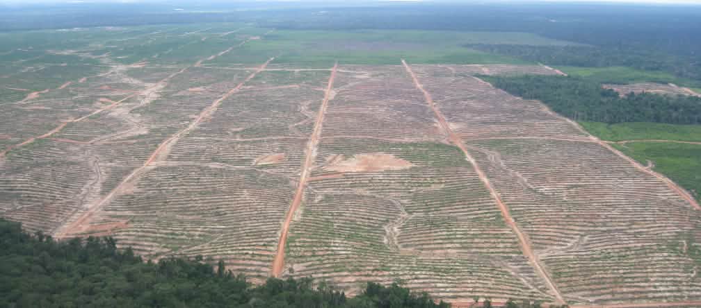 EU free trade threatens rainforests