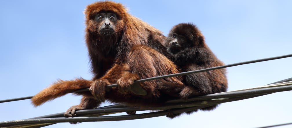 Southern brown howler monkey mother and juvenile sitting on a power line