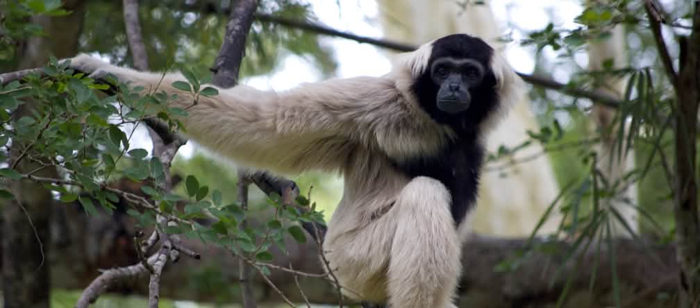 Pileated gibbon (hylobates pileatus)
