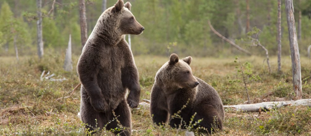 Brown bears in the wild: soon to be history?