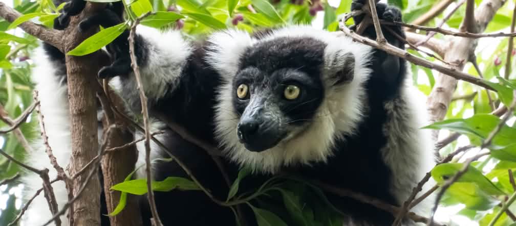 An Indri sits in the branches of a tree. Its black-and-white fur is distinctively patterned