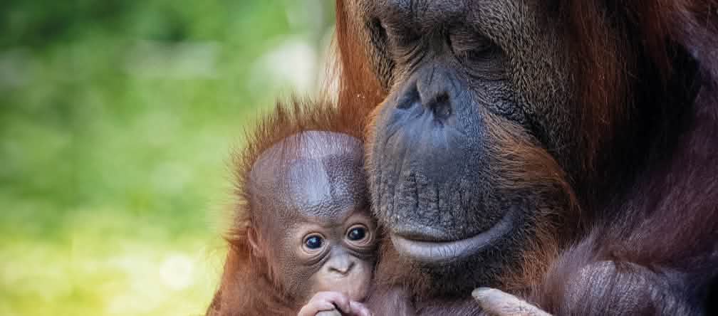 Deforestation for plantations is destroying orangutan habitat