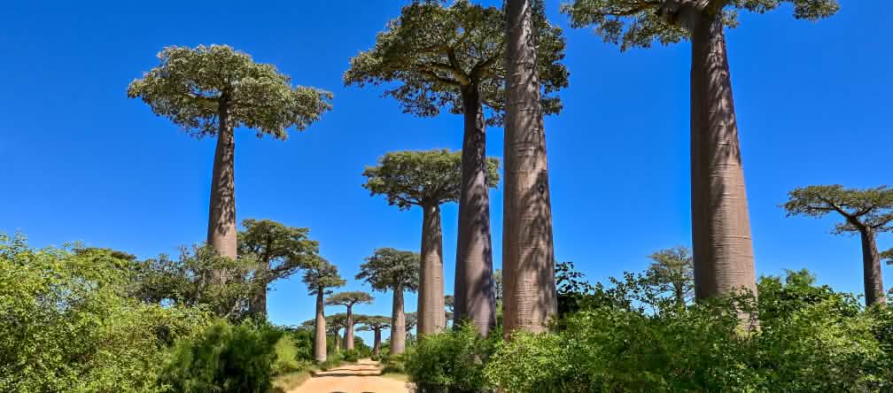 Avenue of baobab trees in Madagascar