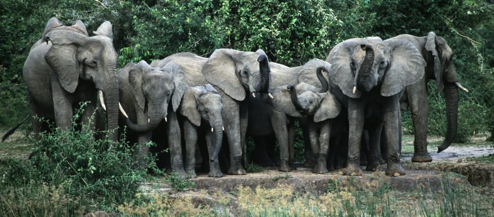 Elephants in Uganda Elephants Murchison-Falls-Nationalpark, Uganda