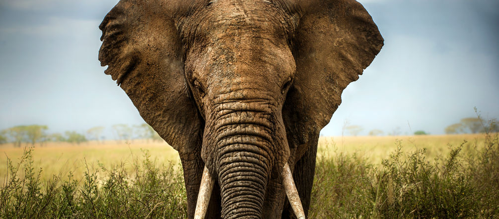 An African elephant