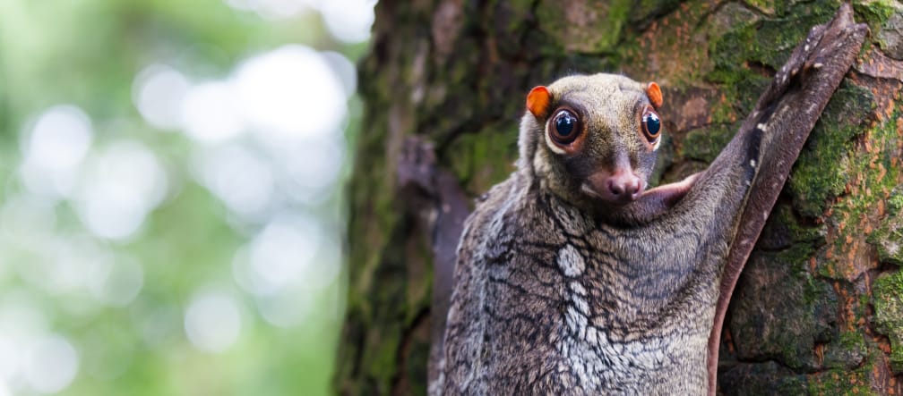 Malayan flying lemur on Borneo