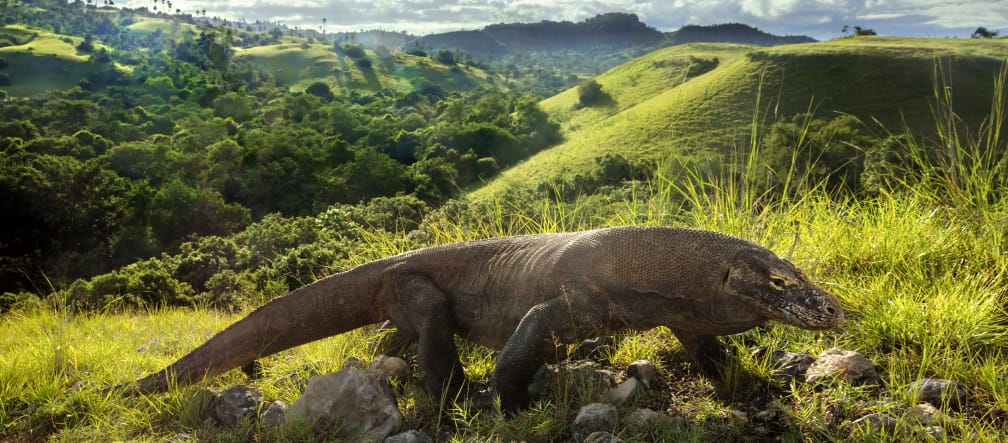 Komodo dragon (Varanus komodoensis)