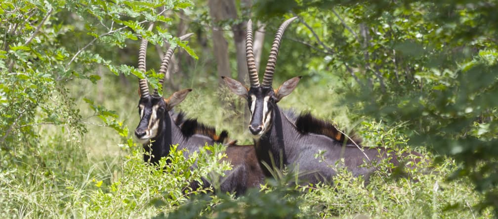 Sable antelopes can’t survive on pulp plantations. Sable antelope (Hippotragus Niger)