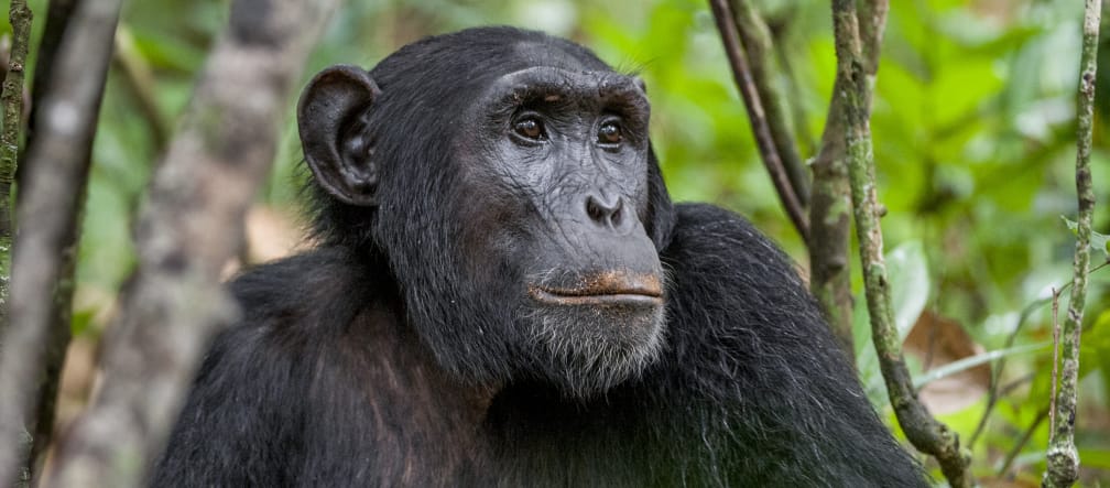Illegal cocoa cultivation is destroying the habitat of primates.