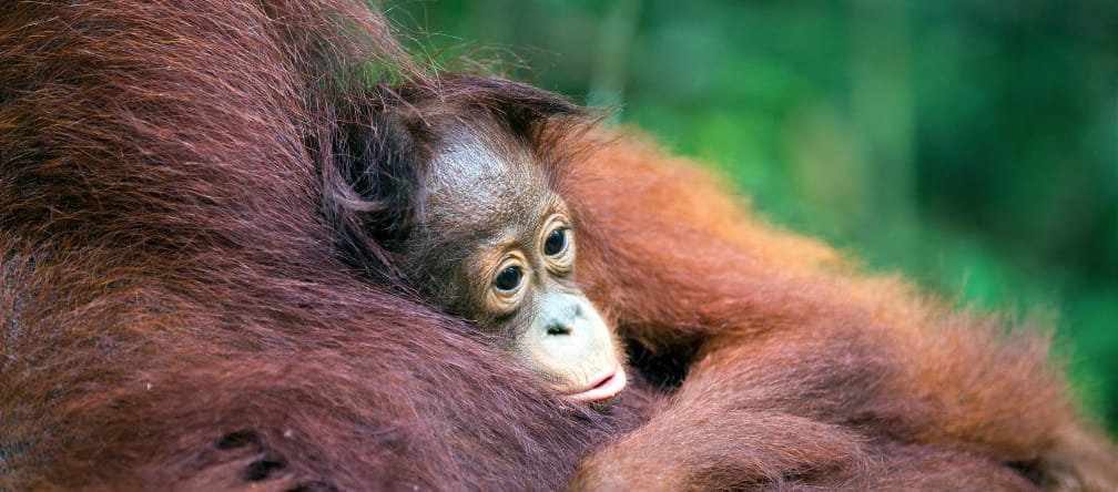 Baby orangutan