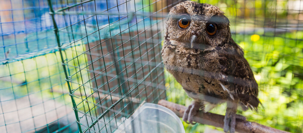 Owl in the cage Owl in a cage, Indonesia