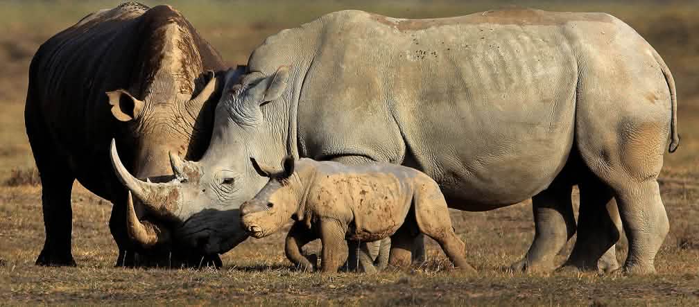 Rhinos in the wild – soon to be history? (photo: Martha de Jong-Lantink – CC BY-NC-ND 2.0)