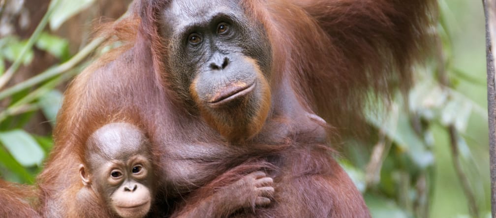 Orangutan mother and infant