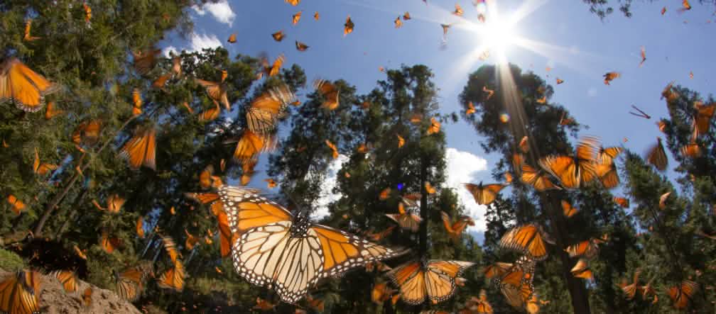 Milkweed is crucial to the monarch's survival. (image: Rachel James – CC BY-NC-SA 2.0)