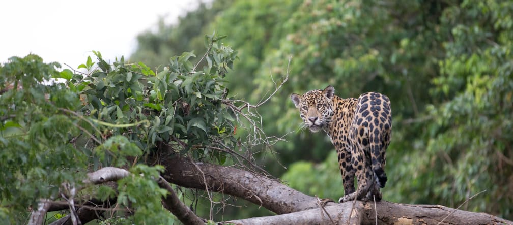 The jaguar – icon of the Los Chimalapas rainforest (photo by Mat Hayward) A jaguar looks toward the camera from a fallen tree trunk in the rainforest