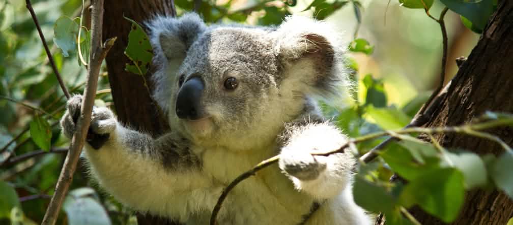 Koalas are under special protection, yet their habitat is being destroyed. Koala on tree