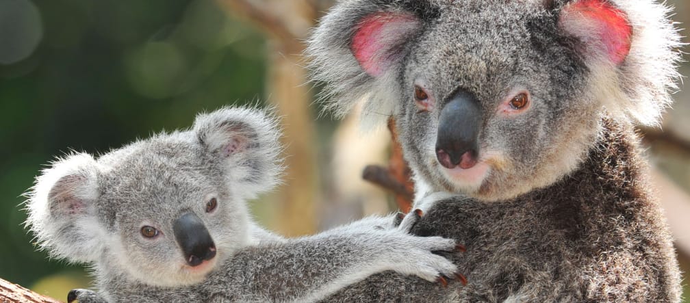Koalas need diverse forests with a variety of eucalyptus species