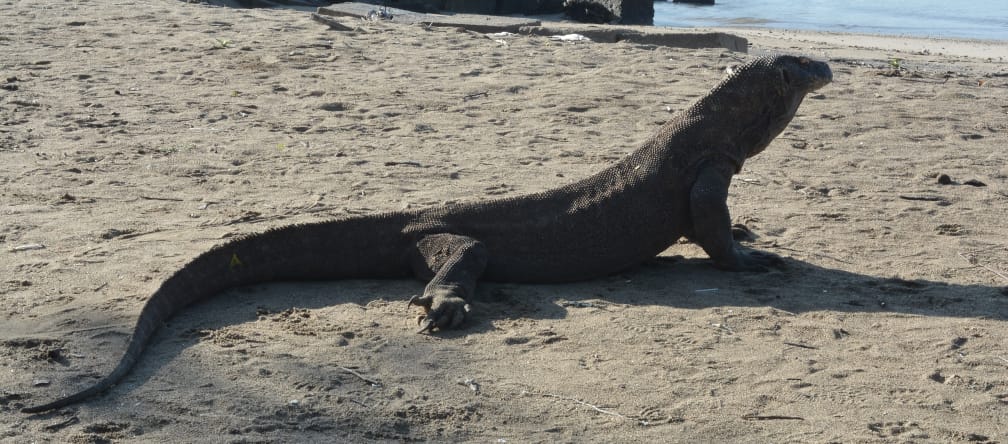 a Komodo dragon near a jetty