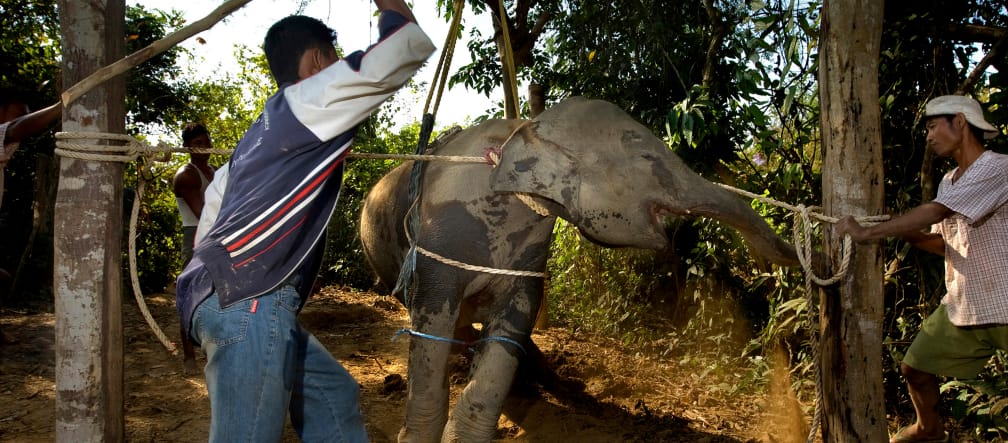 "Trainers" breaking the will of an elephant calf "Trainers" beating an elephant calf