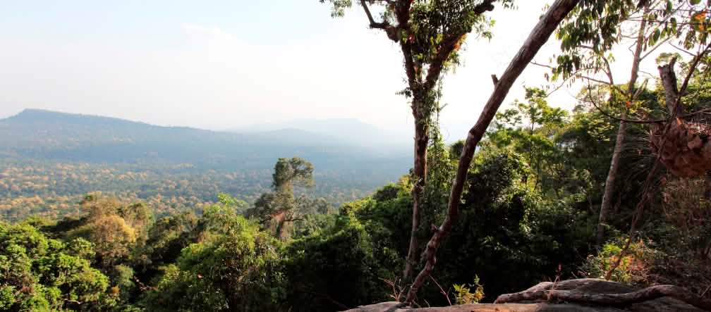 This is what’s at stake: rainforest as far as the eye can see (Photo: Luke Duggleby)