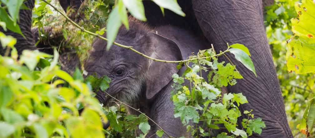 Forest elephant mother and calf in Leuser Ecosystem