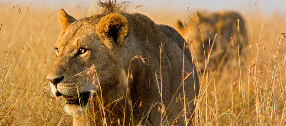 Lions in the savanna