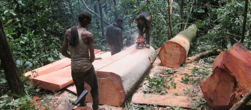 Loggers sawing a freshly felled tree in Cross River State, Nigeria Three loggers sawing a freshly felled tree